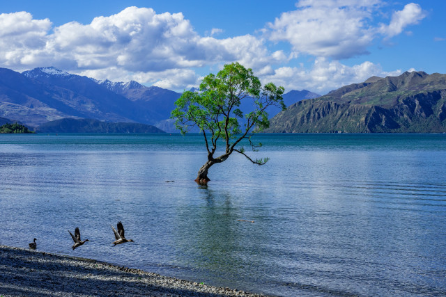 Wanaka Tree with ducks