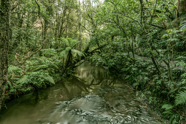 New Zealand Forest with stream