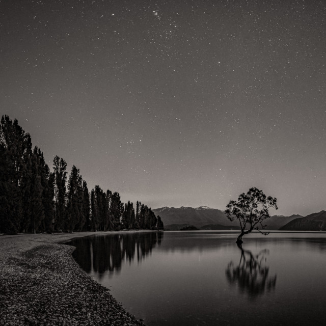 Wanaka Tree with Orion Star System