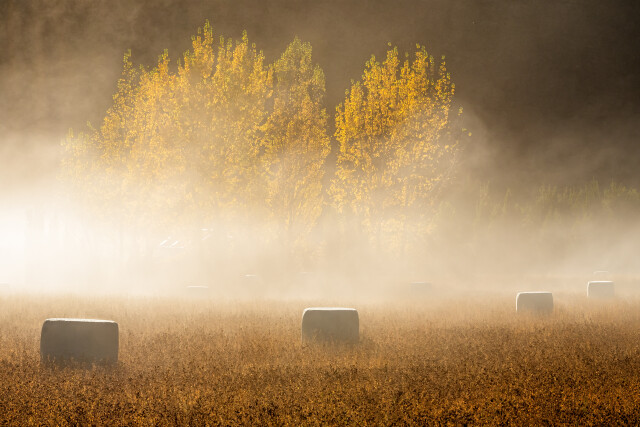 Autumn Fog