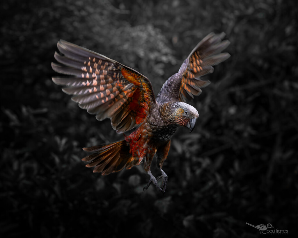The Kaka King