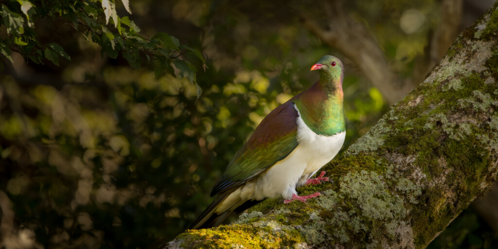 Wildlife photography print collection