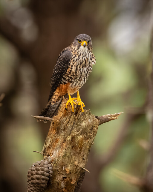 The Look of a Hunter