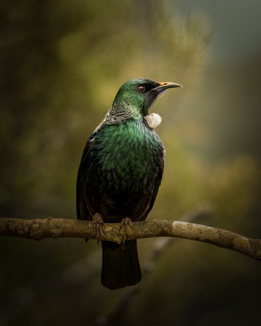 Tūī Royalty