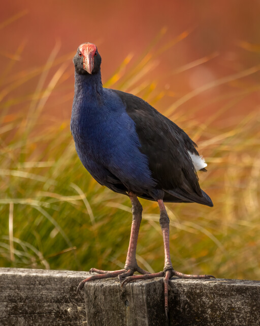The Pūkeko | Australasian Swamp Hen