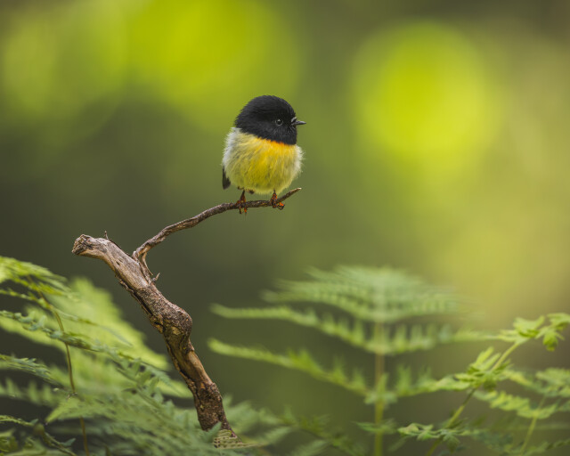 The South Island Tomtit