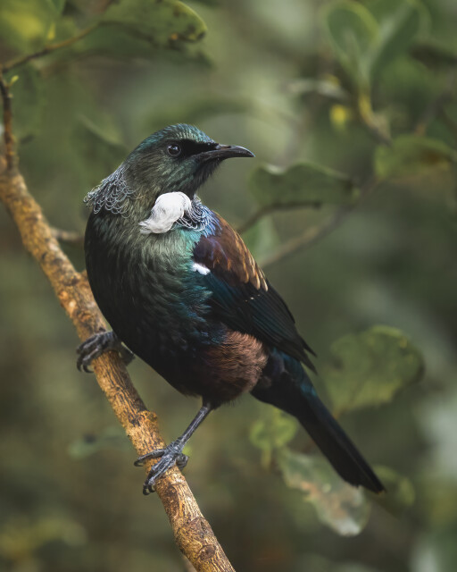 The Tūī