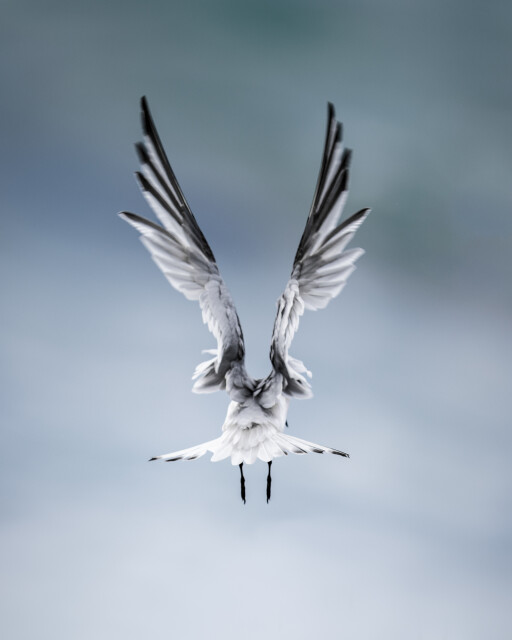 Ascending 