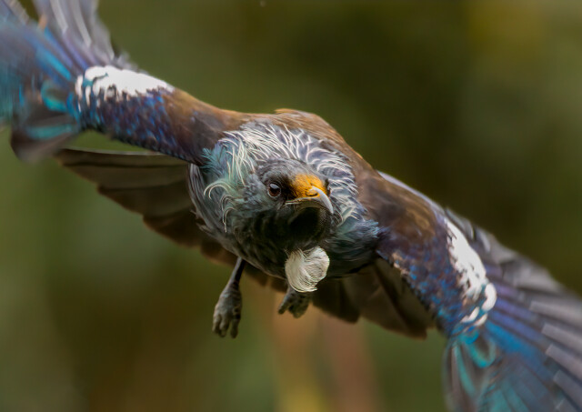 Dangerzone Tūī