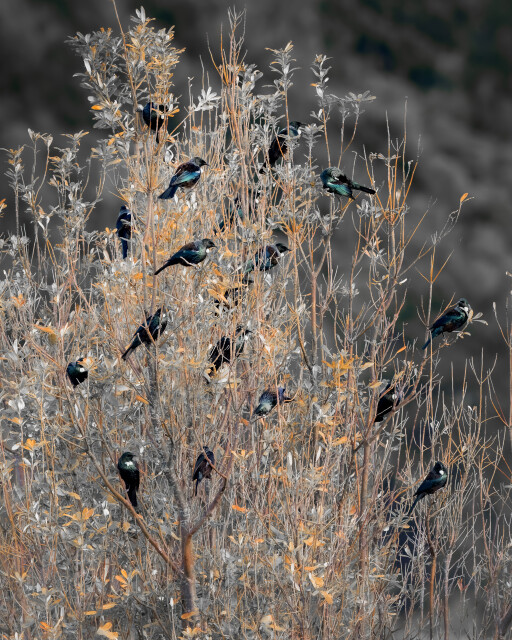 The Tui Tree