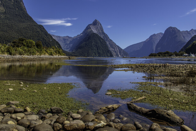 Bluebird Piopiotahi