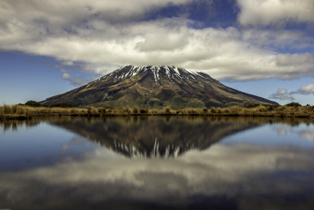 The shy maunga