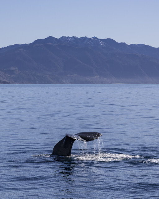 Whale Tail