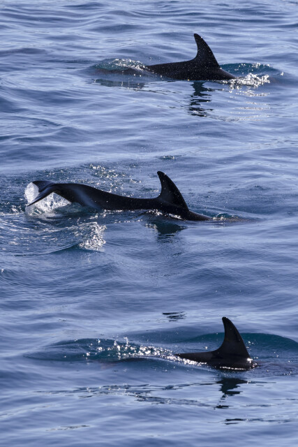 Dusky Dophins