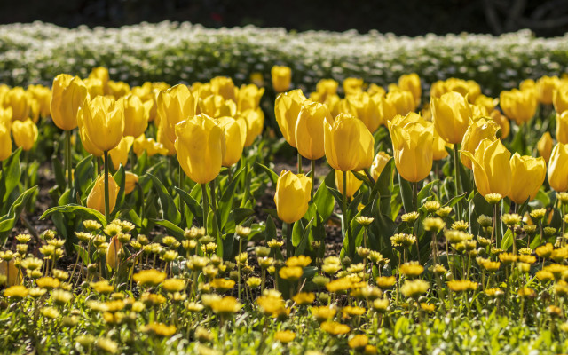 Springtime tulips