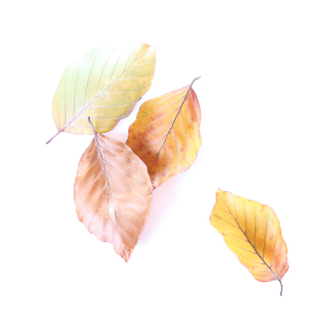 High Key Autumn Leaves