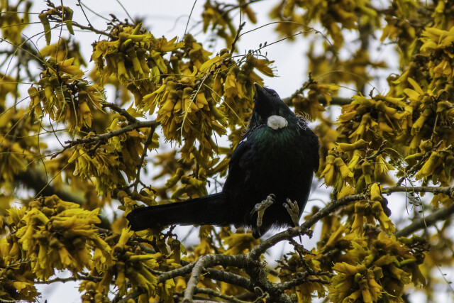 Tui toes!