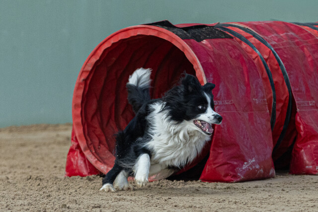 SELWYN RDA AGILITY 2026
