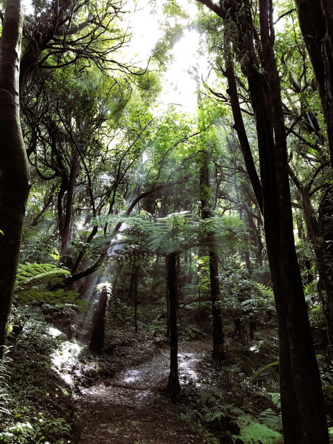Manawatu Gorge track, Palmerston North