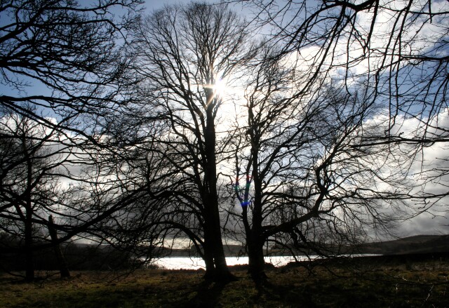 Split tree