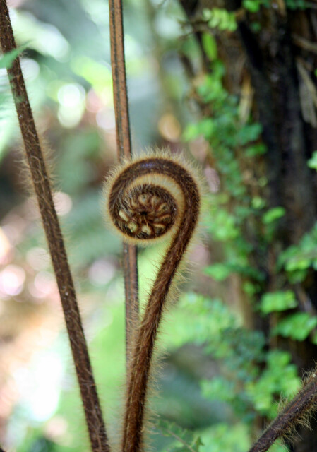 New Zealand fern frond (koru), Queen Charlotte Track, New Zealand. 