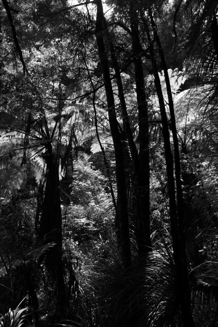 NZ Bush