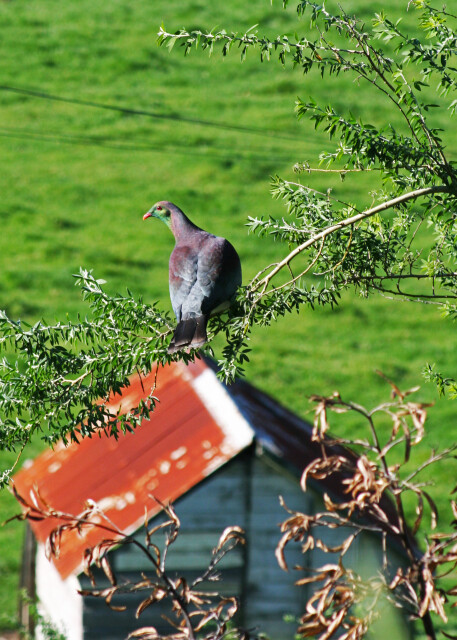 Wood Pigeon - Bushy Park, Whanganui, New Zealand