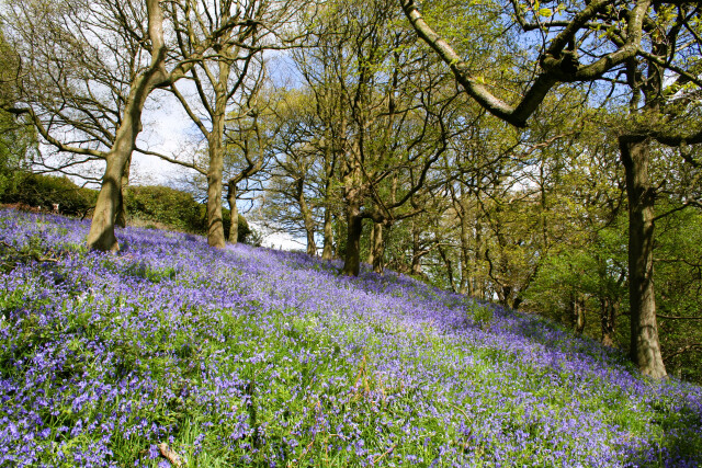 Bluebells in May, West Yorkshire Forest, Uk