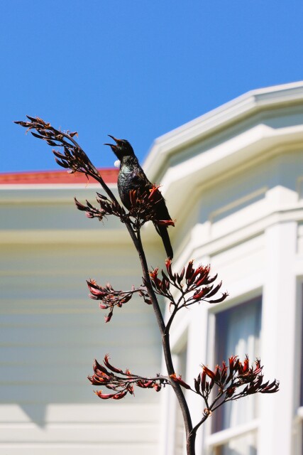 Tui singing in front of homestead, Bushy Park, Whanganui