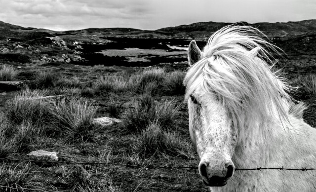 Eriskay Pony, Eriskay, Outer Hebrides, Scotland, UK.