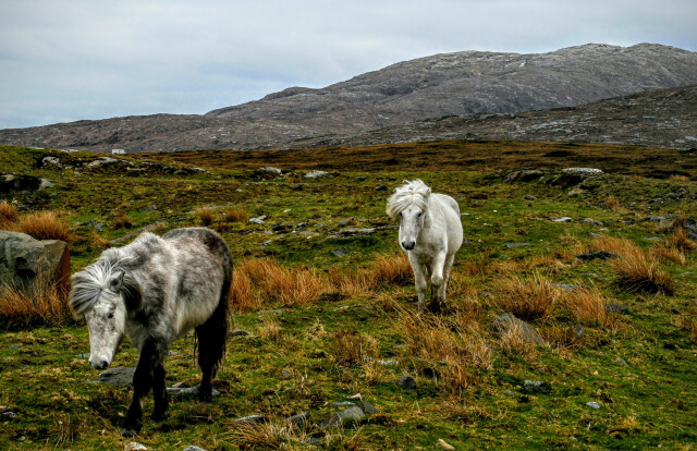 Two Eriskay Pony's, Eriskay, Outer Hebrides, Scotland, UK.