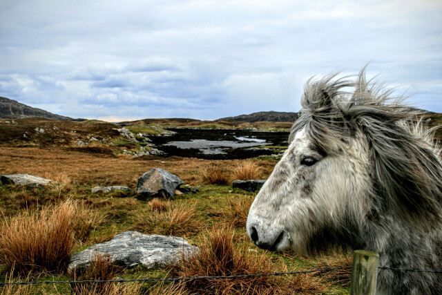 Eriskay Pony profile, Eriskay, Outer Hebrides, Scotland, UK.