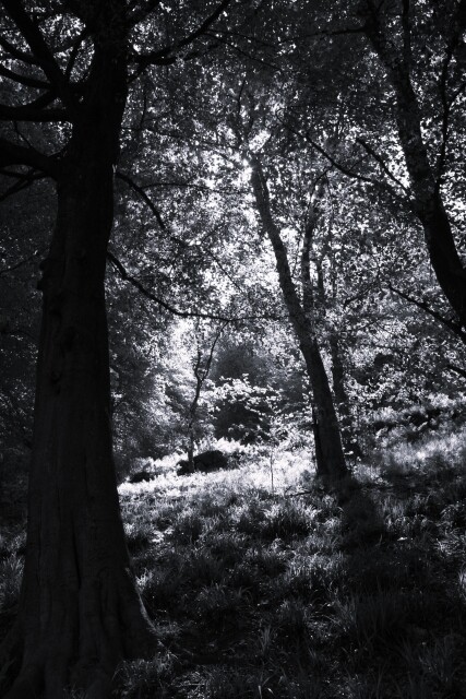 Hardcastle 