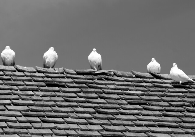 Doves on tile roof, Orton Bradley Park, Charteris Bay, Christchurch, New Zealand