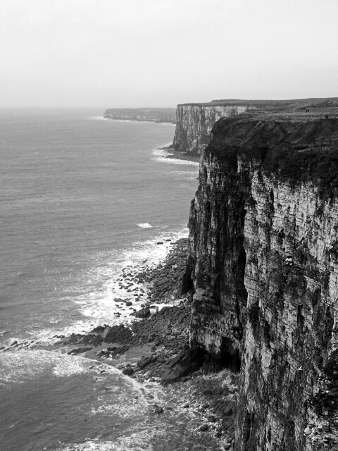 Bempton Cliffs, Bridlington, East Riding of Yorkshire, England. 2007