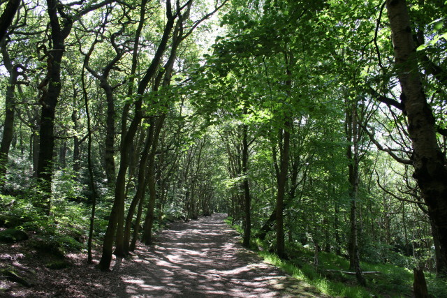 British woodland, Calverley Wood, West Yorkshire, UK.