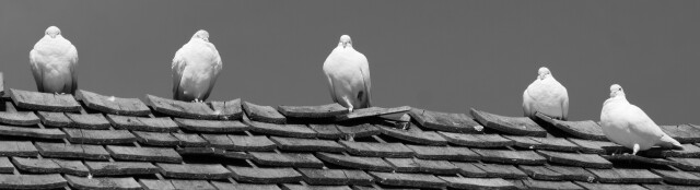 Dove Mafia, Orton Bradley Park, Charteris Bay, Christchurch, New Zealand