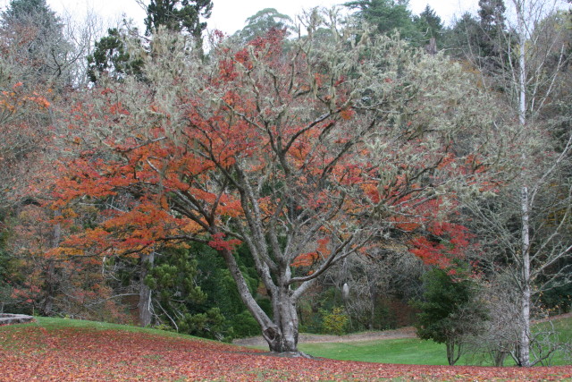 End of Autumn at Eastwoodhill Arboretum, Gisborne, New Zealand