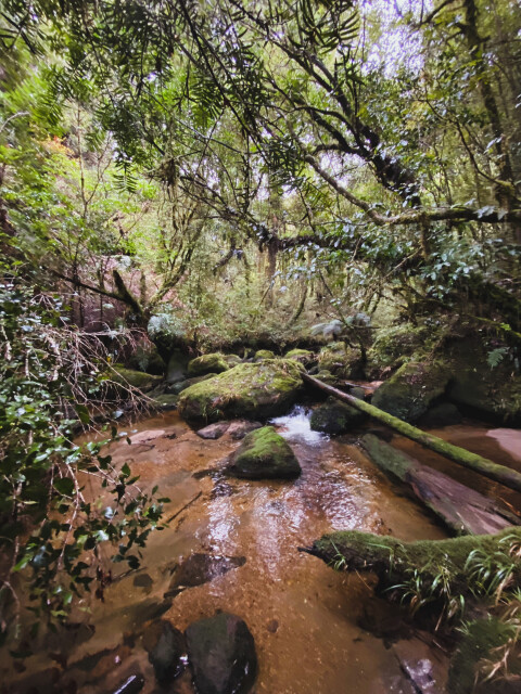 Pureora Forest Park 2024