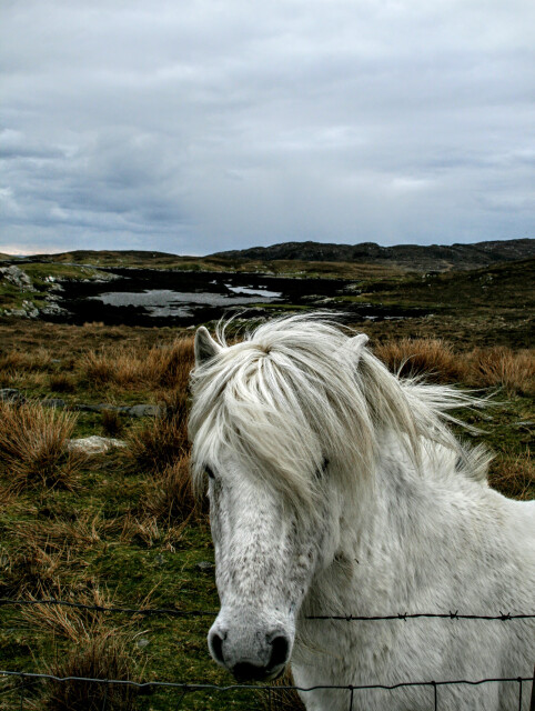 Eriskay Pony, Eriskay, Outer Hebrides, Scotland, UK.