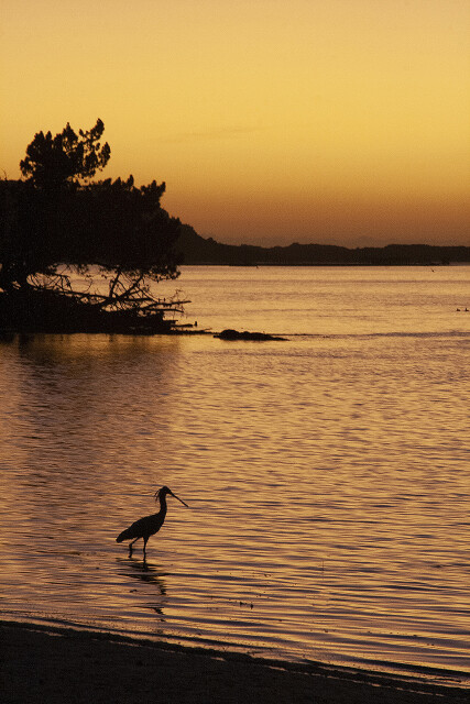 Spoonbill at Sunset - Whanganui River 