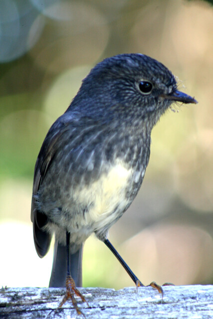 North Island Robin - Bushy Park, Whanganui