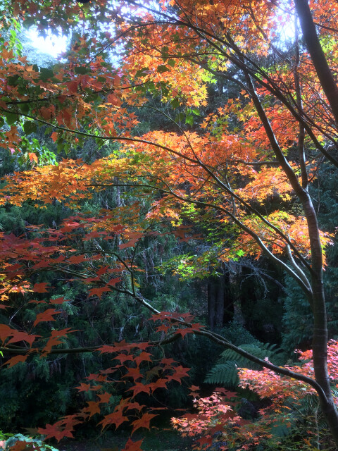 Autumn Starburst,  Eastwoodhill Arboretum, Gisborne, New Zealand
