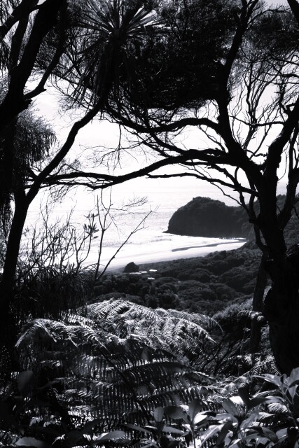 Northland Black & White, New Zealand.