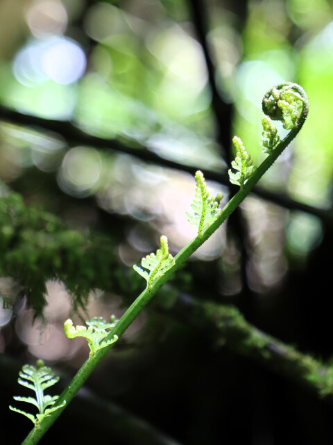 Hen & Chicken Fern, Bushy Park, Whanganui