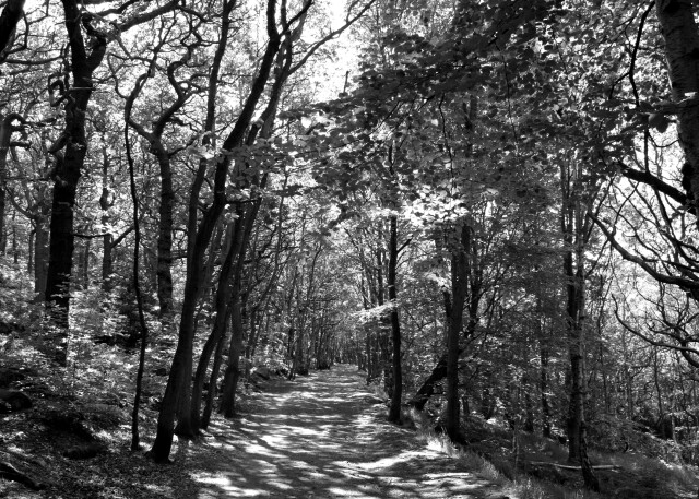 Yorkshire Forest Walk, West Yorkshire, Uk. 