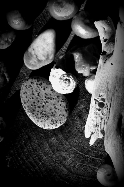 Sea treasures, collected from Waikuku Beach, Christchurch, New Zealand. 