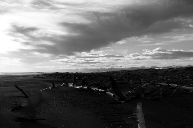 Dinosaur Bones, South Beach, Whanganui, New Zealand