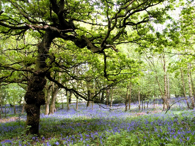 West Wood, Calverley, West Yorkshire, Uk.