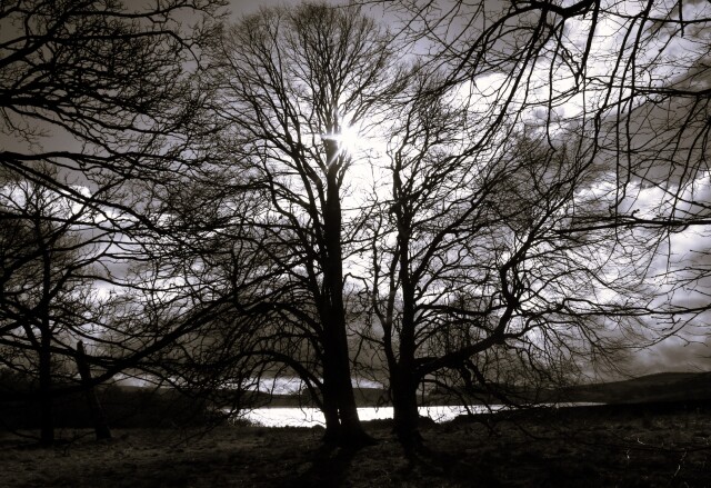 Split Tree Black and White